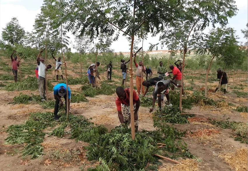 Arsenal Forest 2’s first trees go in