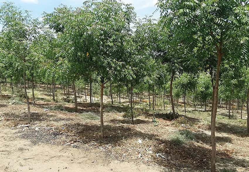The trees are growing!