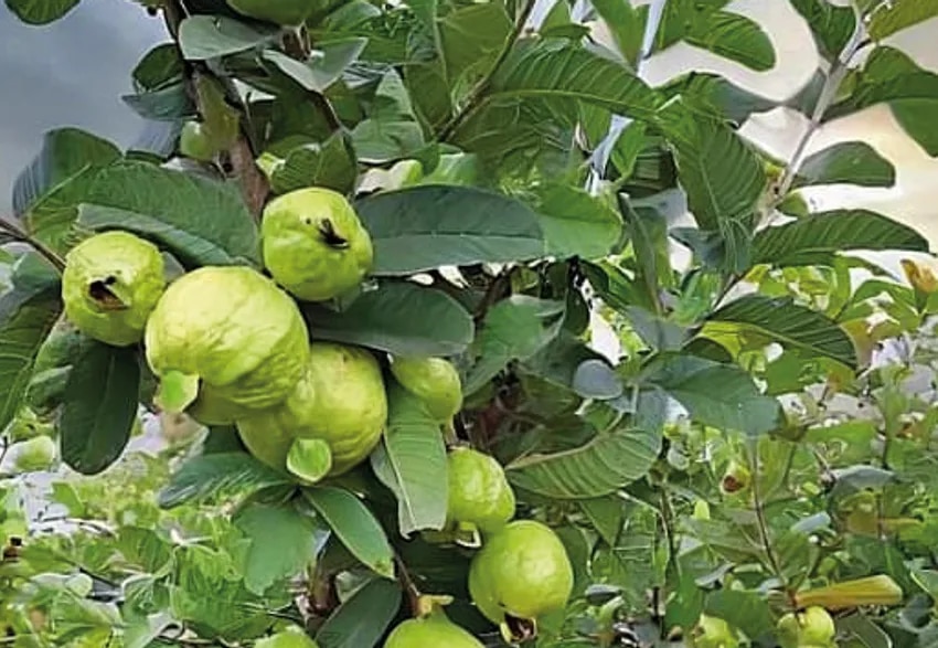 We guava new crop!