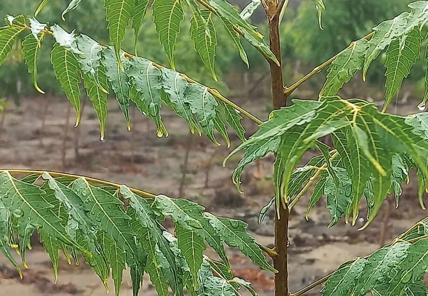 Waiting for the rains